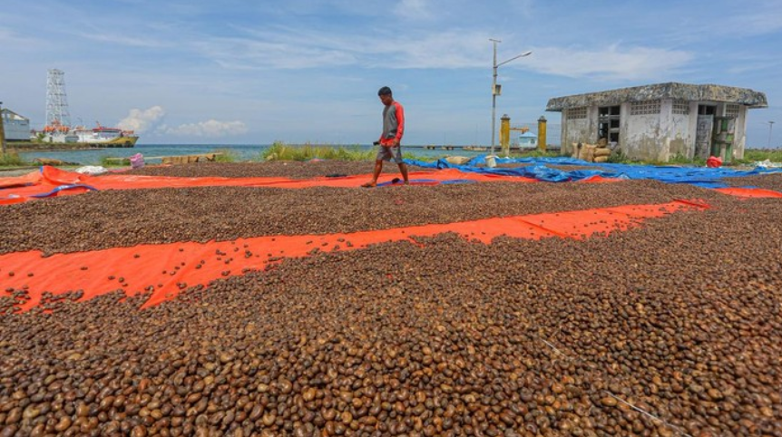 Gurihnya Bisnis Kacang Mete di Konawe Kepulauan, Omzetnya Ratusan Juta!